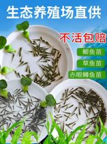 Breeding with grass carp fry silver carp silver carp carp crucian carp carp carp living dragon fish rations feed fish loach fry