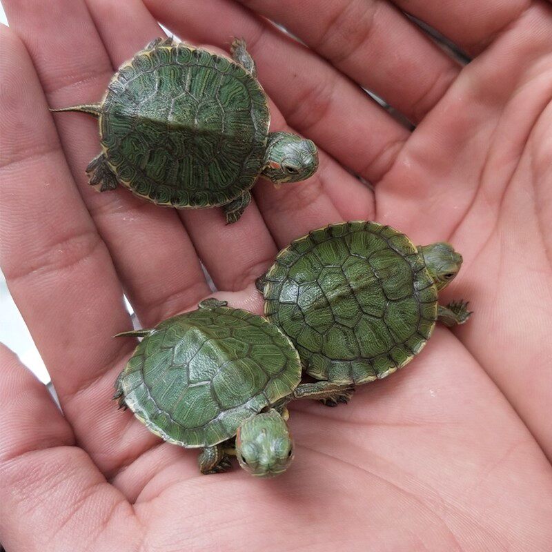 Living Fresh Water Couple Little Turtle Small Darling Longevity Tortoise Living Things Tortoise TORTOISE WATER TORTOISE PET MIAO ORNAMENTAL TORTOISE