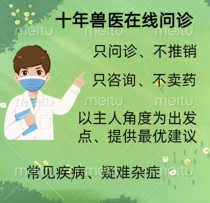 Pet doctor consultation 24-hour veterinary consultation cat and dog pet hospital clinic issues online medical consultation