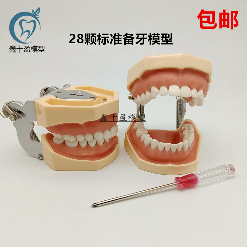 牙科备牙模型 28颗标准备牙模型可拆卸 牙粒练习制备窝洞嵌体冠