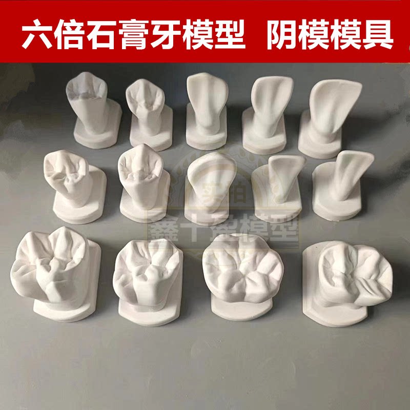 牙科6六倍大牙磨牙齿解剖教学 石膏牙齿模型模具示范大牙窝沟清晰