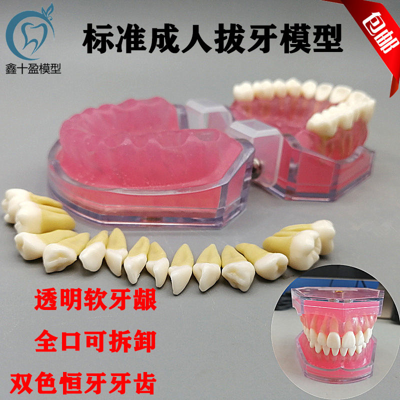 牙科教学模型 口腔科练习拔牙模型 拆卸牙齿软牙龈 全口可拔 包邮