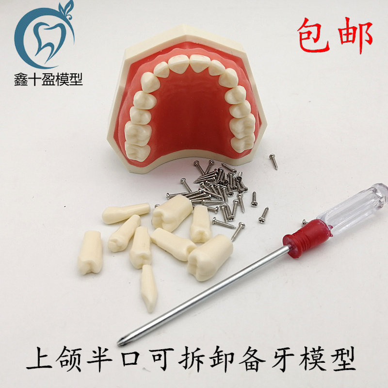 牙科可拆卸牙齿模型 上颌半口备牙模型 下颌半口备牙模型 包邮