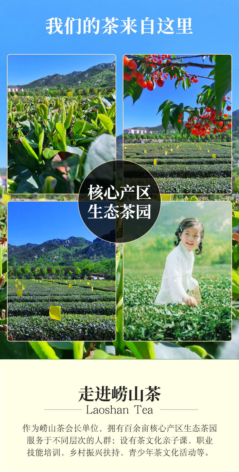 青岛崂山 21新茶 一级云雾绿茶 125g*2罐 豆香浓郁 图2