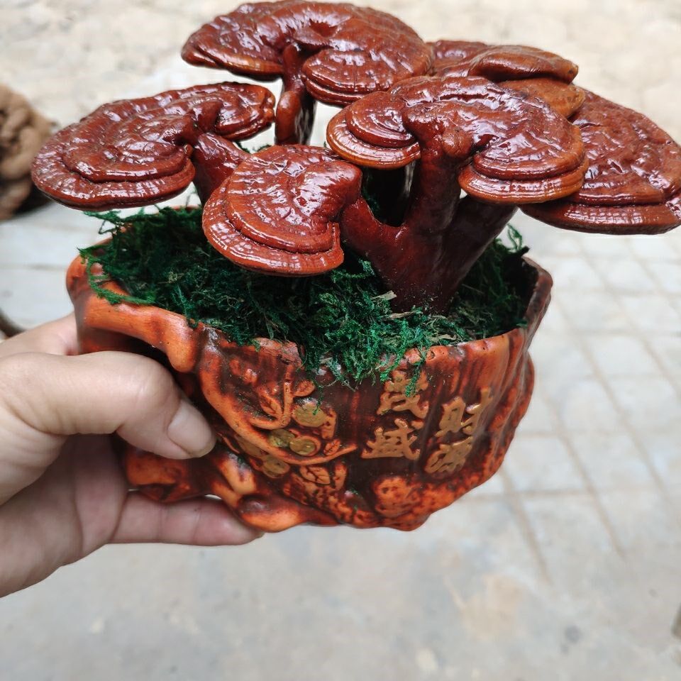 Live Ganoderma lucidum potted ornamental Ganoderma lucidum bonsai ornaments Ganoderma lucidum strain planting office potted plants are good for feeding flowers