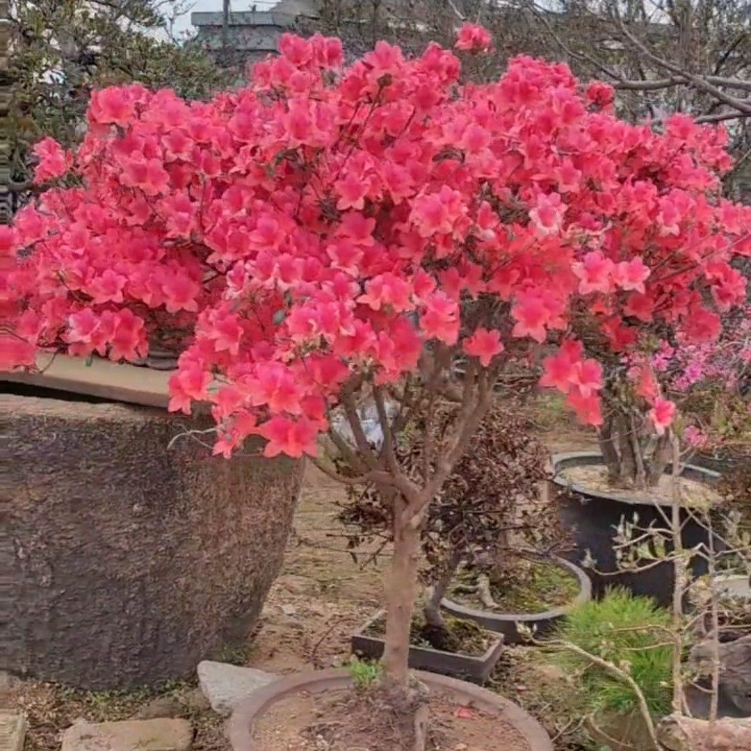 没回找微57126075挑选好树