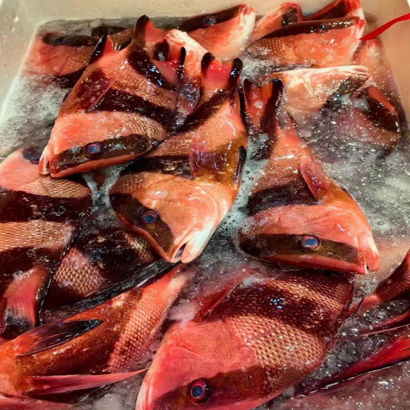 冰鲜红三刀鱼大眼鲷：深海美味，刺身料理的新宠！🐟 -斑鱼-淘宝百科网