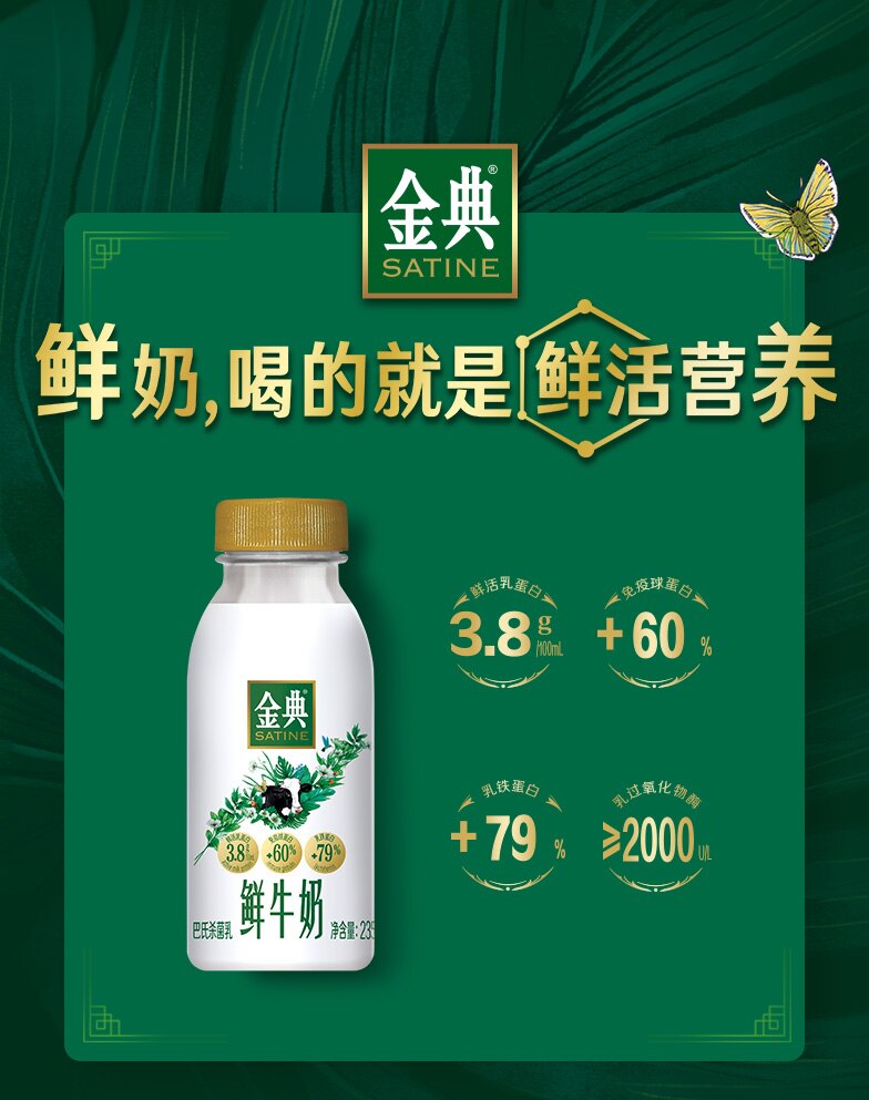 金典 巴氏杀菌鲜牛奶 235ml*8瓶 图1