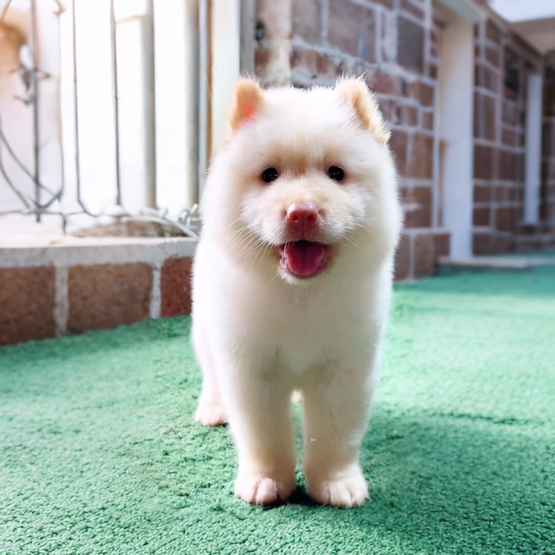 中华田园犬：黄狗白面五黑犬五红犬白土松广西土烈四眼铁包金虎斑犬，你家的“汪星守护者”！-狗狗-淘宝好物网