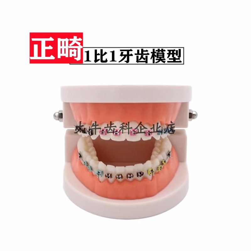 牙科口腔正畸托槽教学练习模型全金属托槽矫正医患沟通牙模型包邮