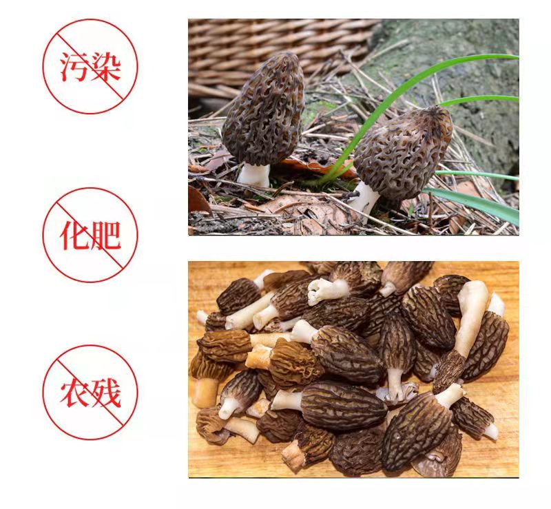 豫菇芝缘 新鲜羊肚菌 250g 图3