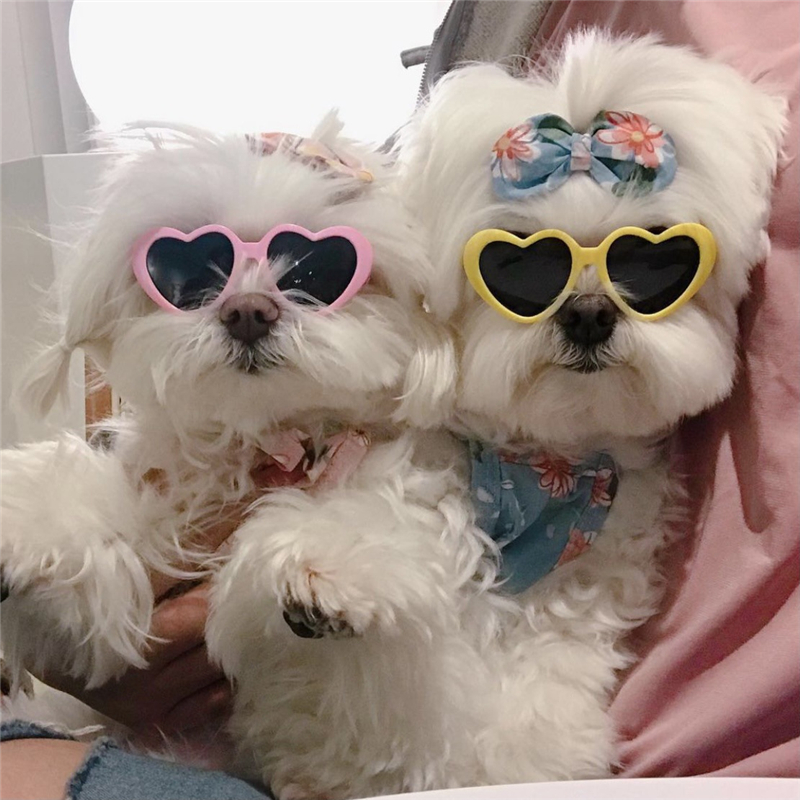 Pooch sunglasses small dog than bear teddy Marzis cat cute loving glasses dressed in dog ornaments headgear-Taobao