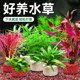 Fish tank aquatic plants real grass landscaping negative water banyan centipede green chrysanthemum bubbling clean hydroponic bacteria novice decoration package