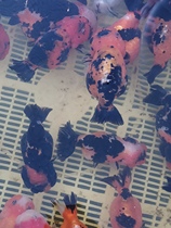 Live-specific selfielink private selfies are not shipped.