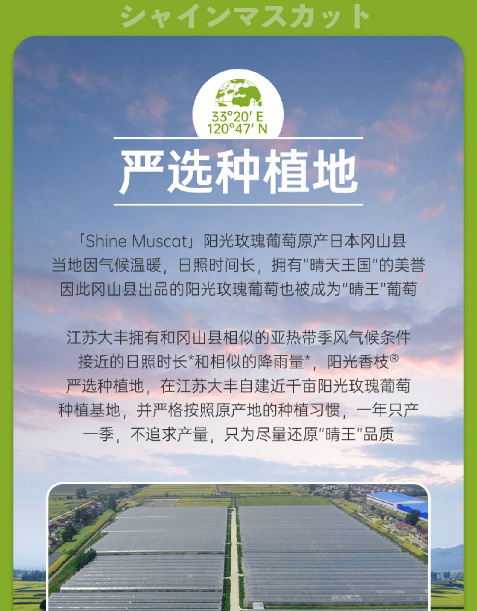 日本晴王品种 阳光玫瑰青提 3斤 图4