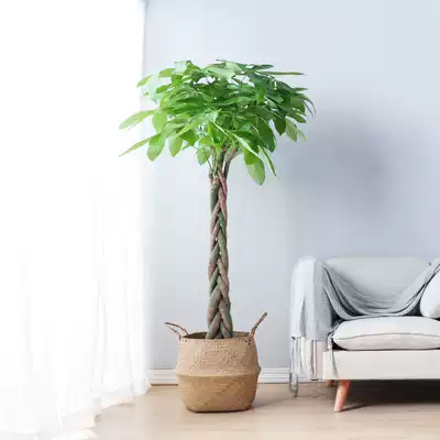 Fortune tree Big Tree high-end bonsai green plant living room good tree planting potted Hall flower pot yard Zhaocai Wangzai Wangzhai