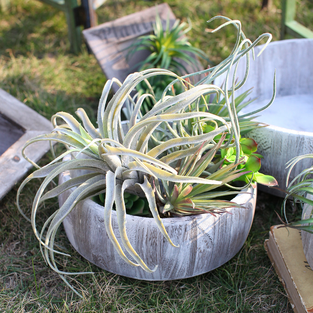 Sicilian simulation plant fleshy bonsai desktop green plant potted home balcony courtyard decoration shop ornaments