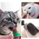 Đồ chơi Catnip Ball Cat Tự này Đồ chơi Mèo vui nhộn Sản phẩm dành cho thú cưng Liếm Le Hài hước Mèo Dính Đồ chơi cho mèo chống cắn - Mèo / Chó Đồ chơi