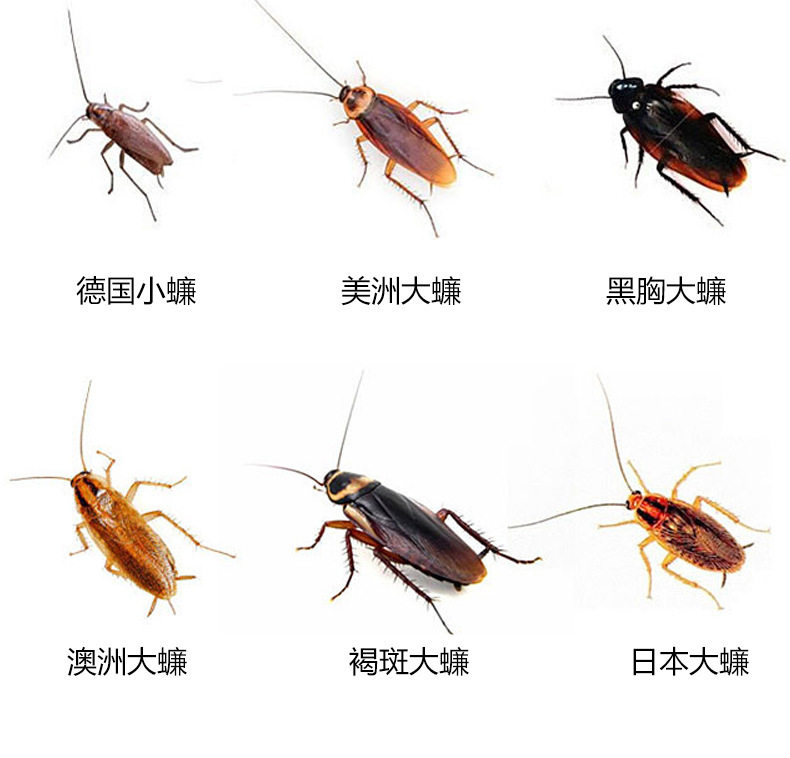 Чтобы поцарапать 蟑螂药小黑帽日本杀蟑胶饵蟑螂屋除蟑螂神器厂家直销蟑螂药小黑