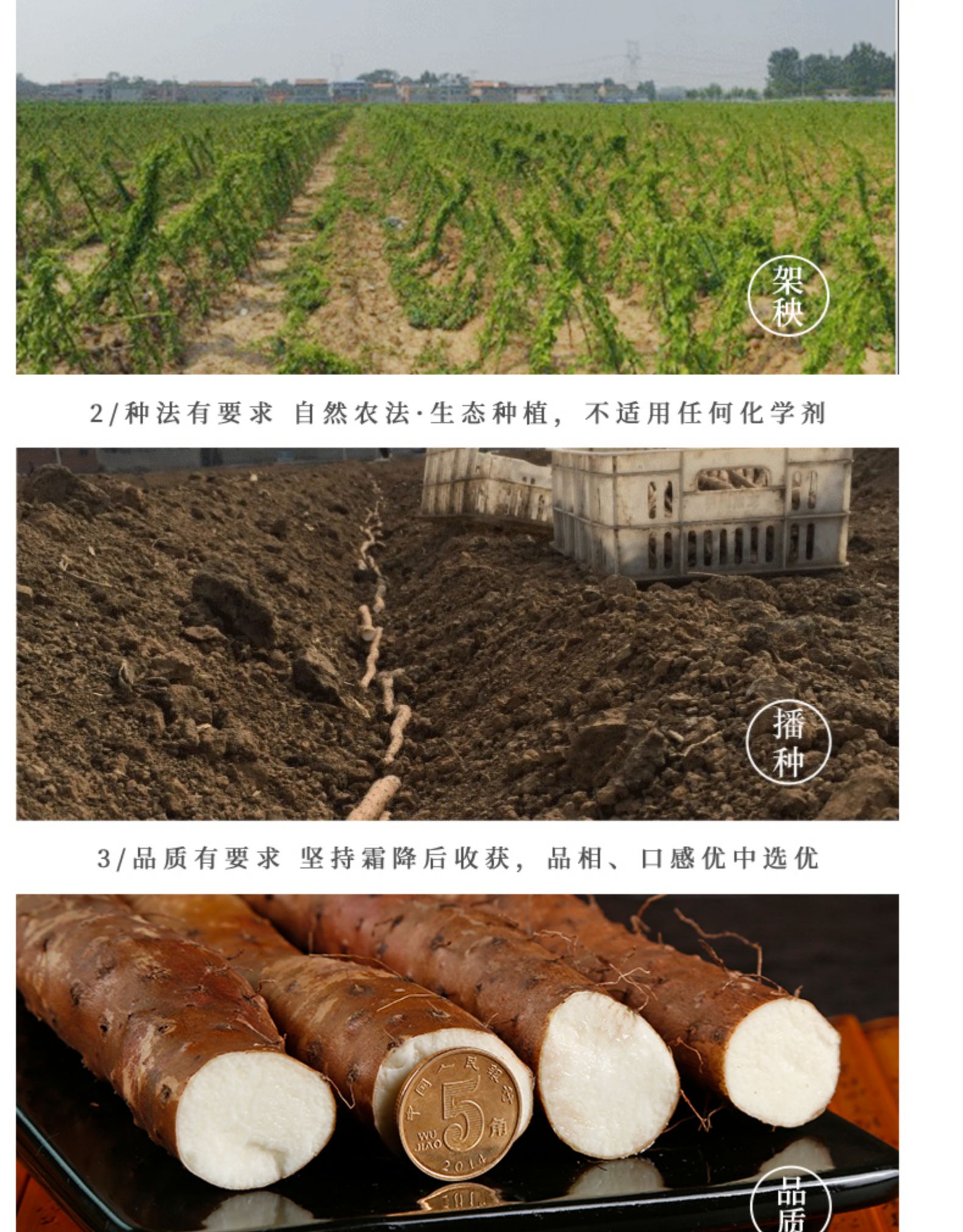 药食同源 铁康 河南焦作温县铁棍山药 净重6斤 图6