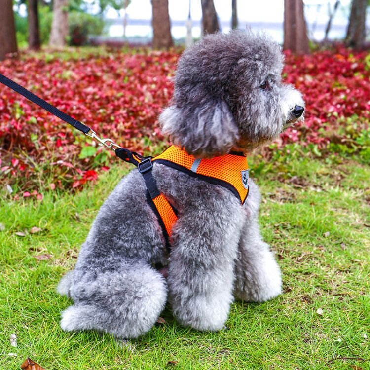 Vest dog traction rope small and medium-sized dog chest-back dog chain walking dog rope teddy bear Labrador puppies