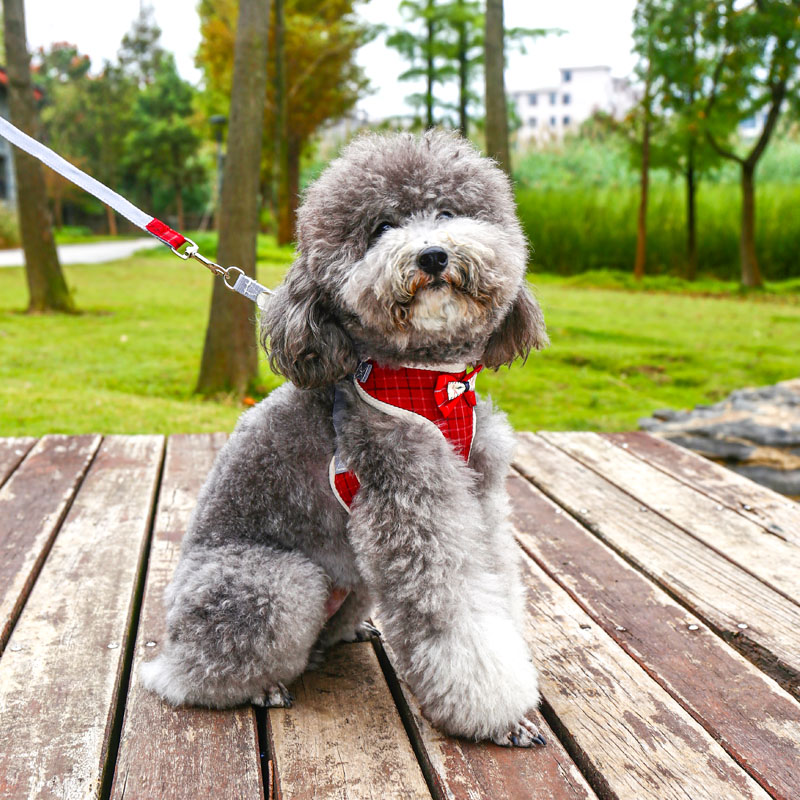 Dogs traction rope small canine vest-style dog chain Medium teddy Beaume walking dog rope puppies clothes style cuddly