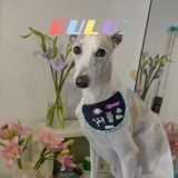 Gulu gulu: ковбойский шарф со слюной в средневековом стиле, украшение для домашних животных, нагрудник и галстук-бабочка для кошек, собак и маленьких собак.