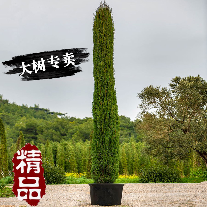 塔柏树苗测评:四季常青的庭院绿化新宠,你选对了吗?-旅游-淘宝好物网