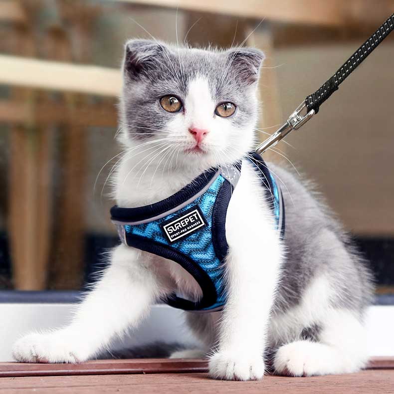 Cat traction rope kitty special anti-escape vest-style pet chain Rope Young Cat Item Ring Home Walk Cat God-Taobao