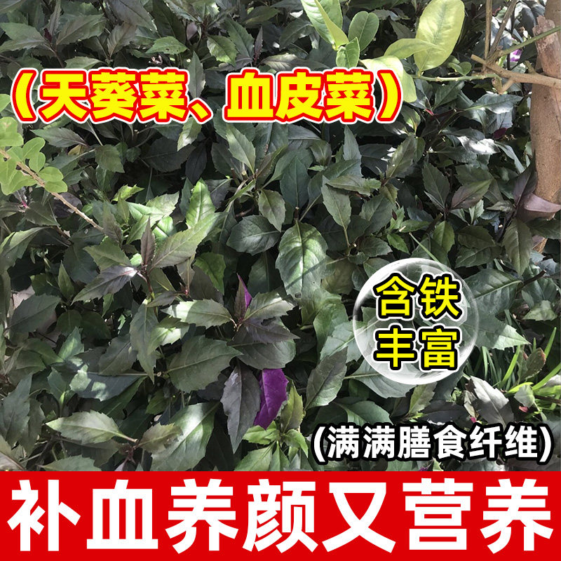血皮菜的功效揭秘-健康-淘宝百科网