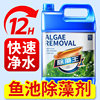Algae Remover Specifically for Fish Ponds, Does Not Harm Fish, Removes Green Water, Aquarium Green Algae and Moss Remover, Magic Agent for Brown Algae and Duckweed