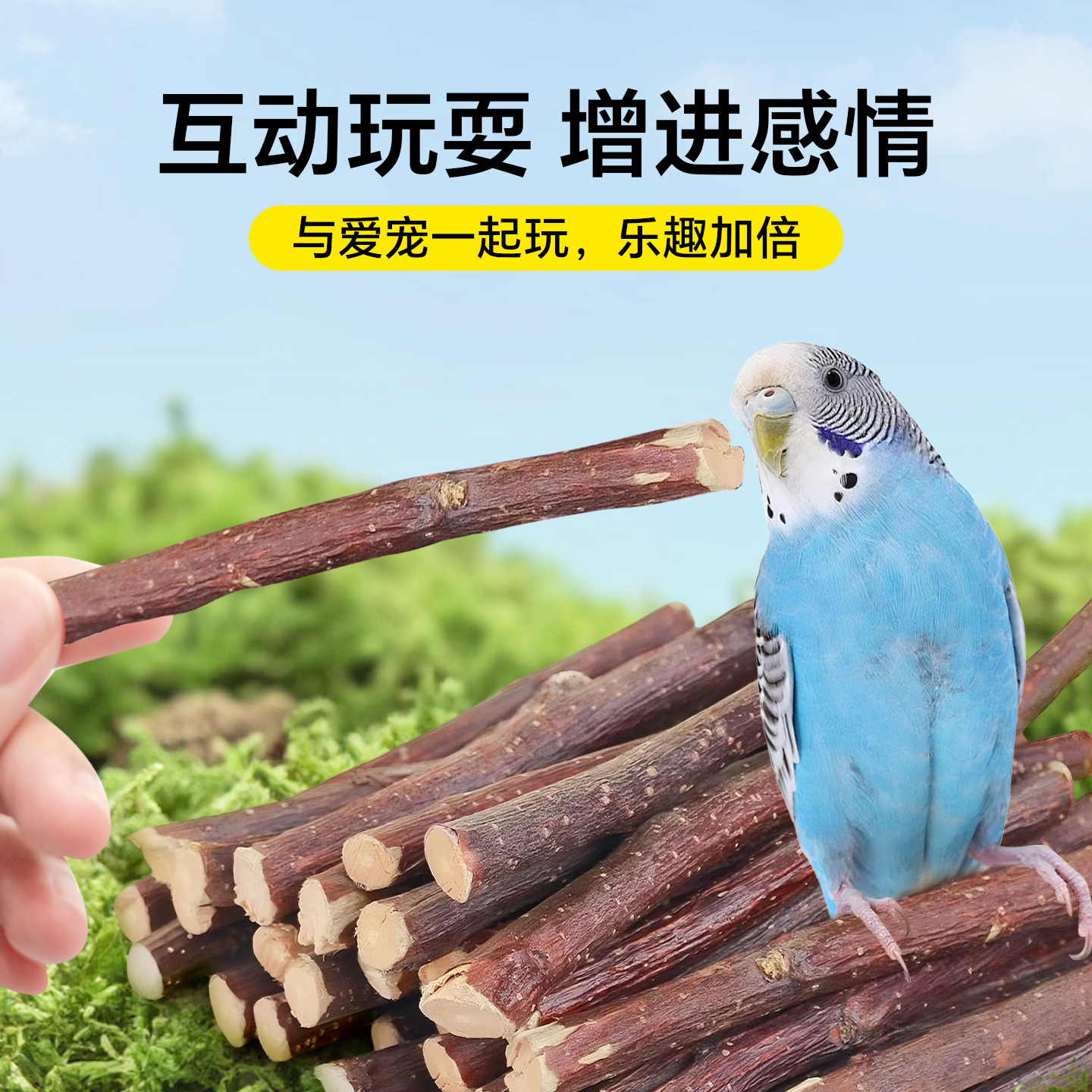 鹦鹉磨牙棒：守护宠物健康的小型卫士