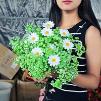 Зеленая звезда 1 Жаза+Дайте 8 симуляционный цветок ромашка