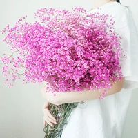 Rose Red Star - очень большая куча - 2 кота