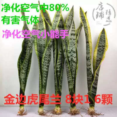 Phnom Penh Tiger Pilan seedling dwarf variety without potted living room white jade indoor office desktop study Four Seasons often green plant