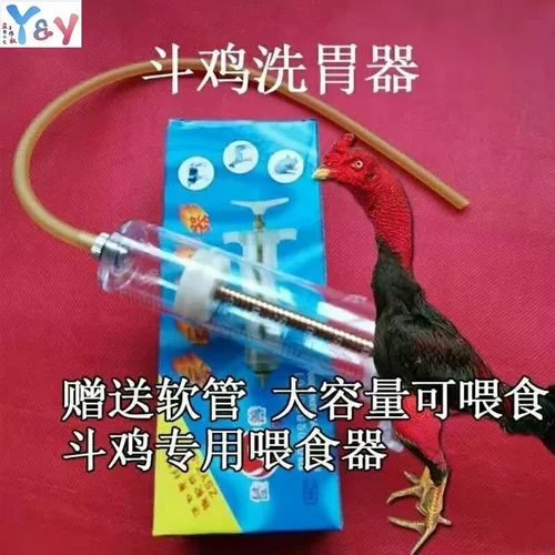 Божественный битва, божественная битва с курицей желудок, пьет курицу, пьющий куриный борьба с курицей борьба с масином