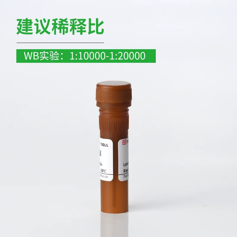 HRP辣根过氧化酶标记二抗 小鼠兔 IgG WB/IHC二抗 HRP IgG (H+L)