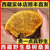 Tibets wild mulberry trees Sanhuang Linzhi Lingzhi Tibet Autonomous Region 250g