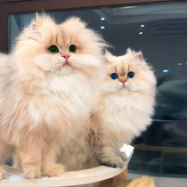 Gold gradient kitten live domestic British shorthair cat ny12 blue gold purple gold pedigree long hair pet cat purebred