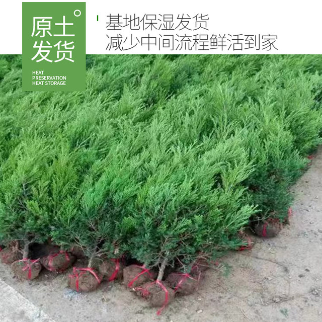 ເບ້ຍໄມ້ຢືນຕົ້ນ Cypress Tower cypress saplings Arborvitae saplings Cypress saplings Cypress saplings Hinoki cypress saplings Juniper pine saplings Pine cypress saplings