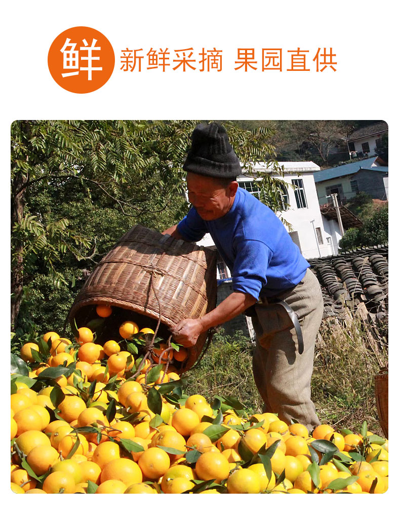 黔阳 冰糖橙 9斤 单果60-65mm 图8