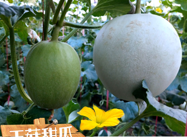 【顺丰包邮5斤】当季现摘现发玉菇甜瓜