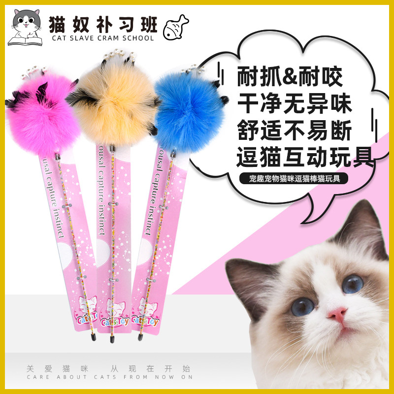 Spoiled pet kitty to tease a cat's cat toy.