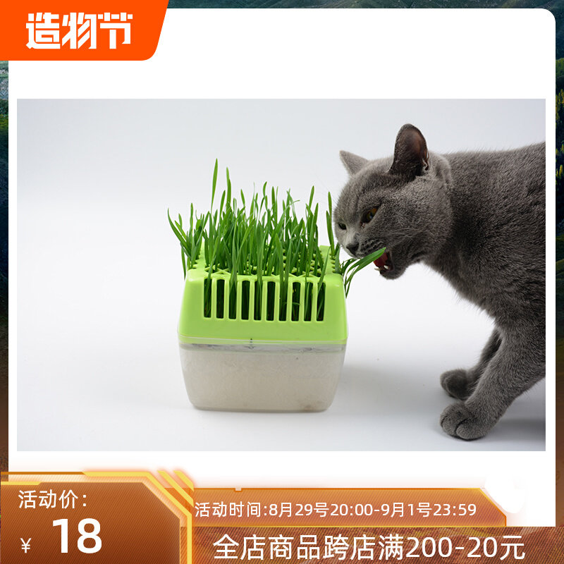Soilless cultivation cat snacks cat grass seed hydropony cat grass rush up to hair ball green suit