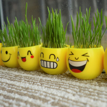 Personally planting cat grass seed earth peels to hair balls seed puff hair polo cat mint snacks cat supplies conditioning the gut