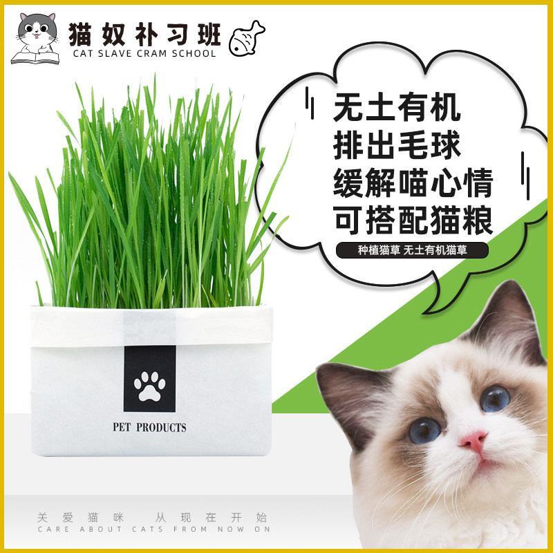 The handmade only sincere cultivation of cat grass without earth and organic cat grass