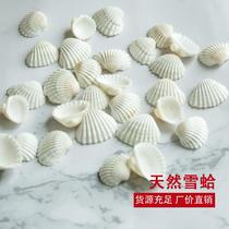 Natural white shells small snow shells 2~3cm Mediterranean home decoration wall stickers DIY floor punching one pound pack