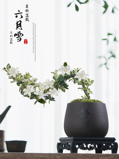 六月雪盆景悬崖红花茶桌禅意室内窗台小绿植物办公室茶几桌面盆栽