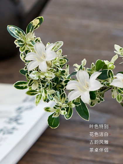 六月雪盆景悬崖红花茶桌禅意室内窗台小绿植物办公室茶几桌面盆栽