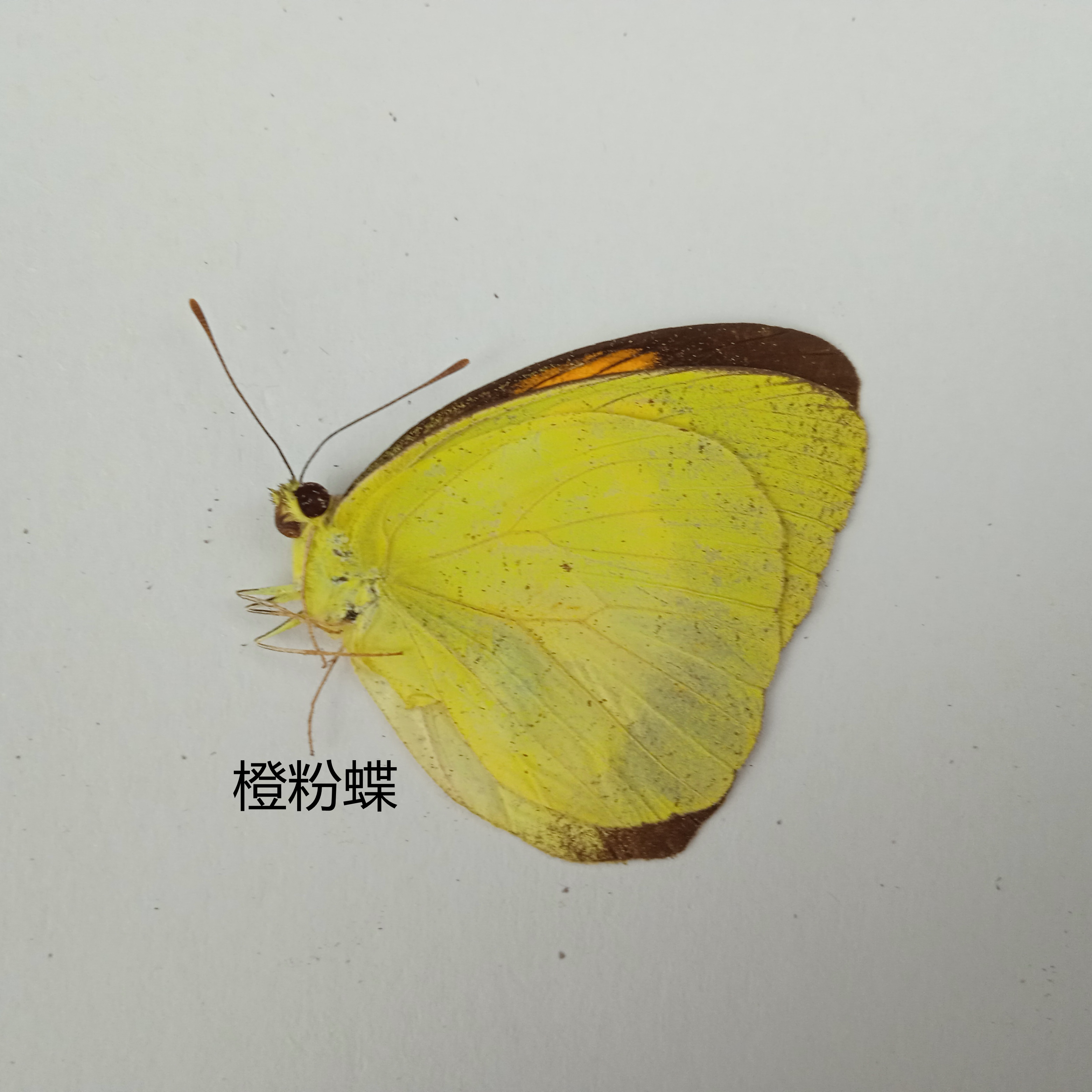 橙粉蝶 Ixias pyrene 蝴蝶标本 产地 广西 030